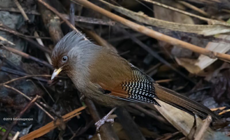 Rusty-fronted Barwing - Anonymous