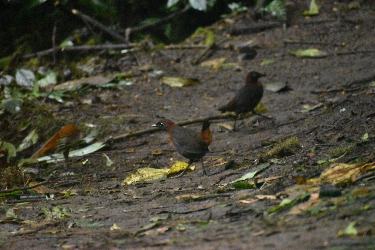 Rufous-breasted Antthrush - Rhiannon Thunell
