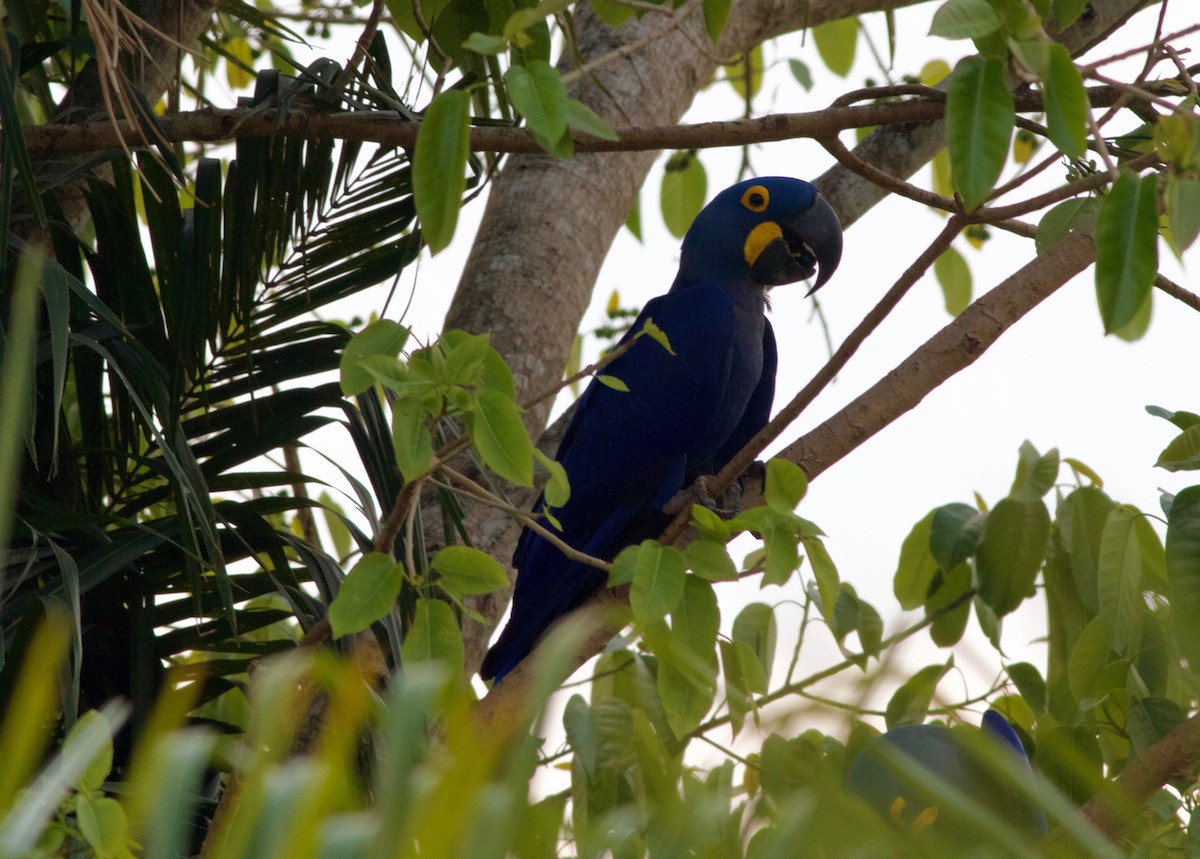 Hyacinth Macaw - ML165436211