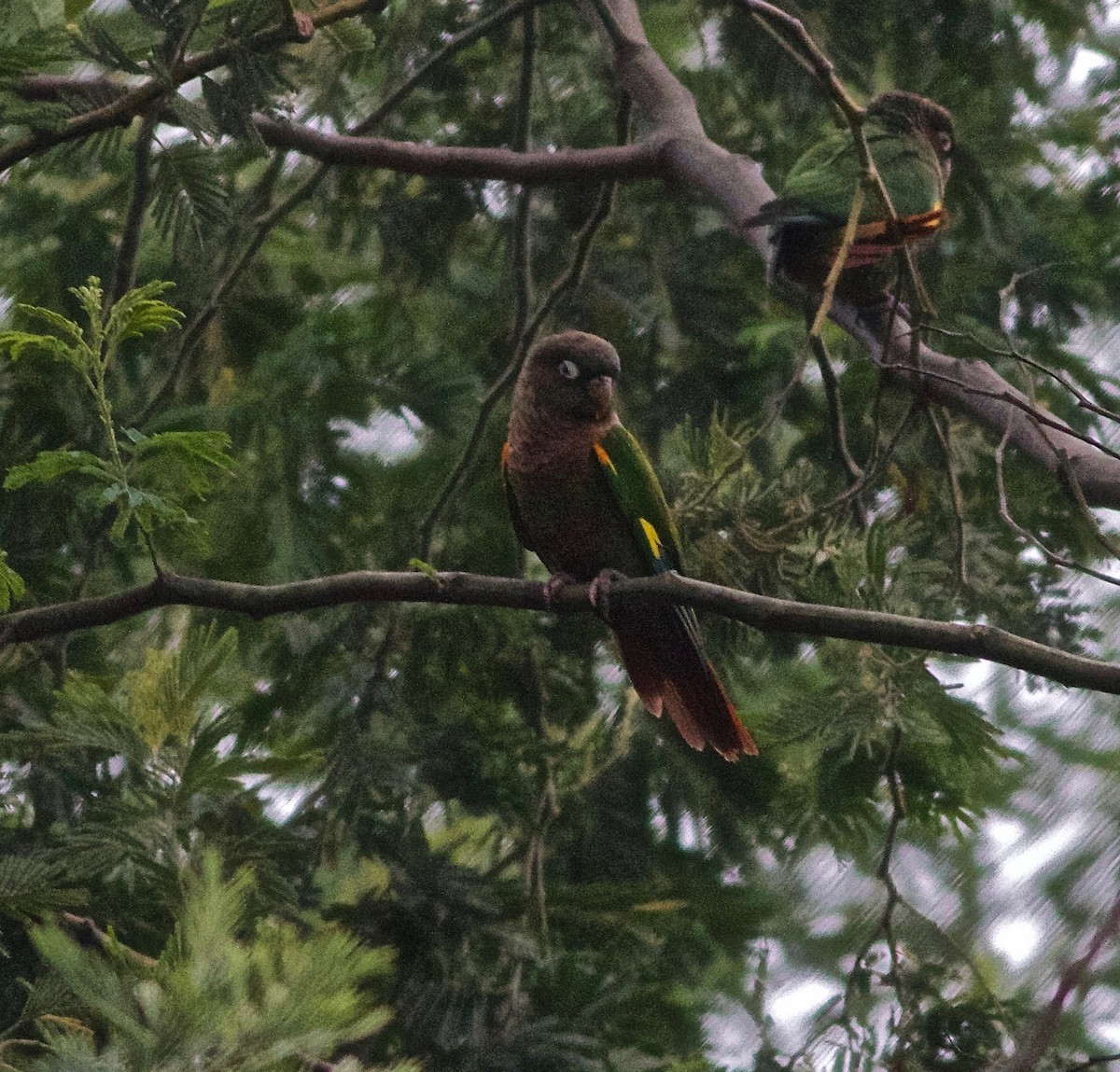 Brown-breasted Parakeet - ML165436611