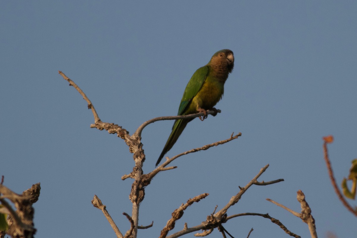 Brown-throated Parakeet - Gary Brunvoll