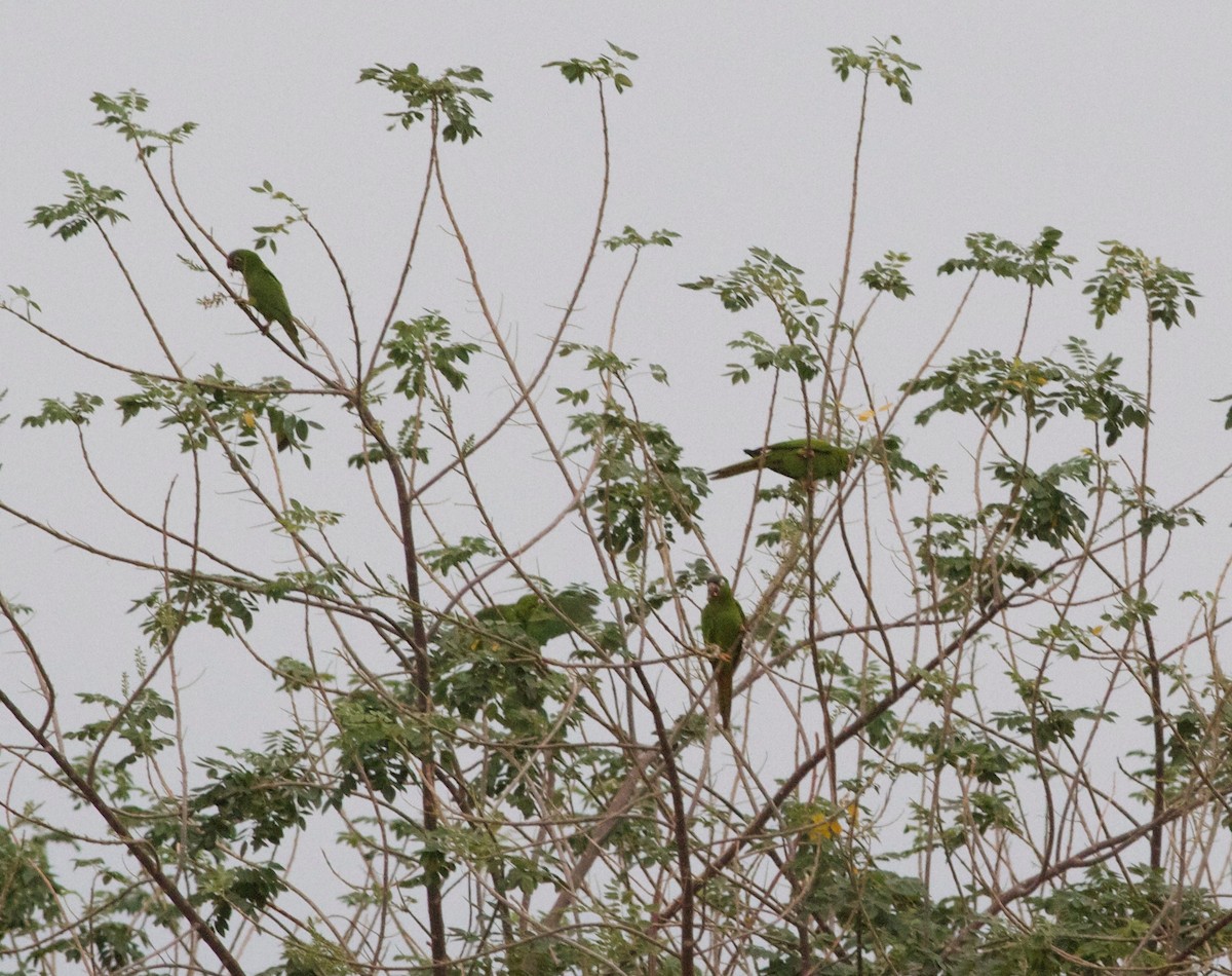 Blue-crowned Parakeet - ML165437671