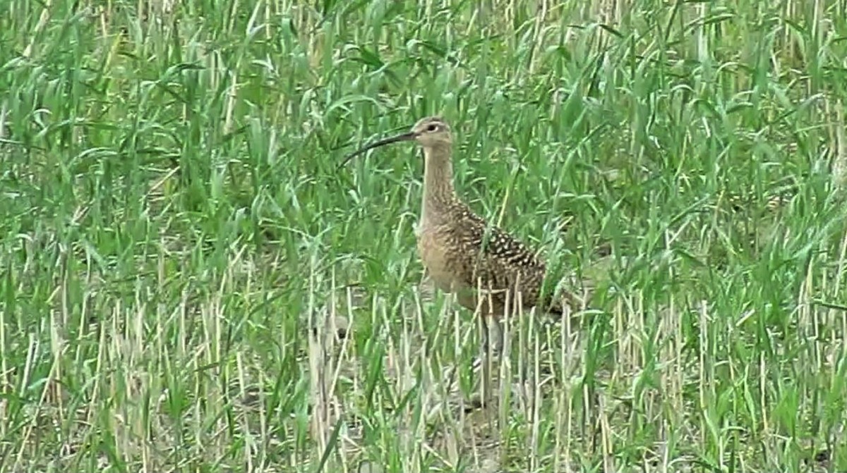 Long-billed Curlew - ML165439411