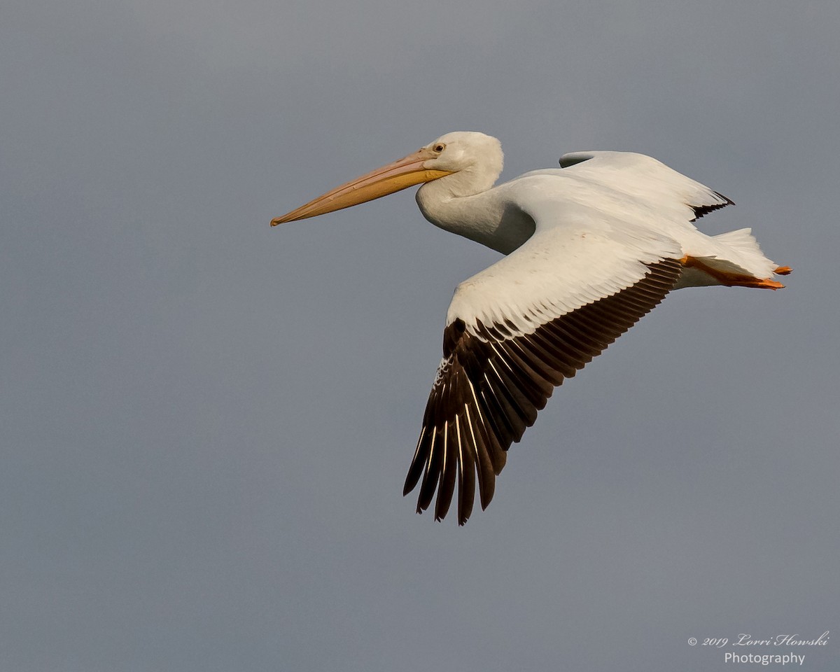 American White Pelican - Lorri Howski 🦋