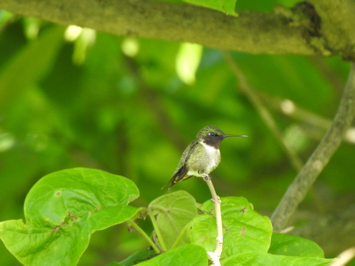 Ruby-throated Hummingbird - ML165441641