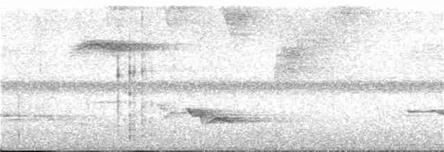 Cassin Kumrusu (cerviniventris) - ML165445461