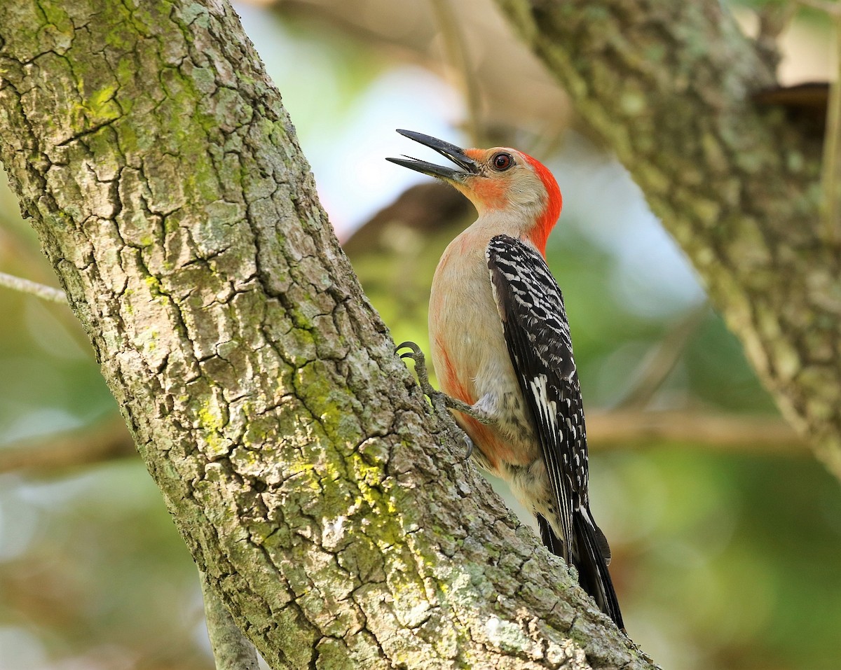 Red-bellied Woodpecker - Carlos Sanchez