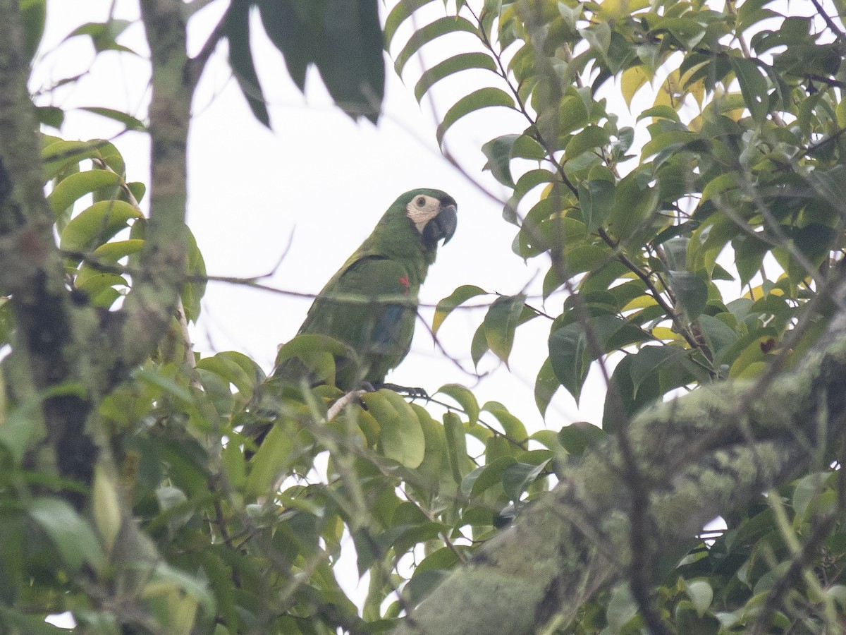 Chestnut-fronted Macaw - ML165447411