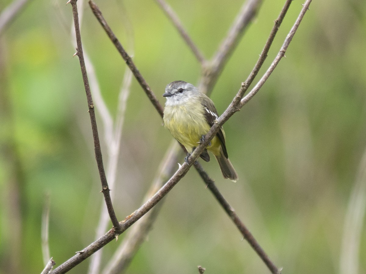 Yellow-crowned Tyrannulet - Carla Moura