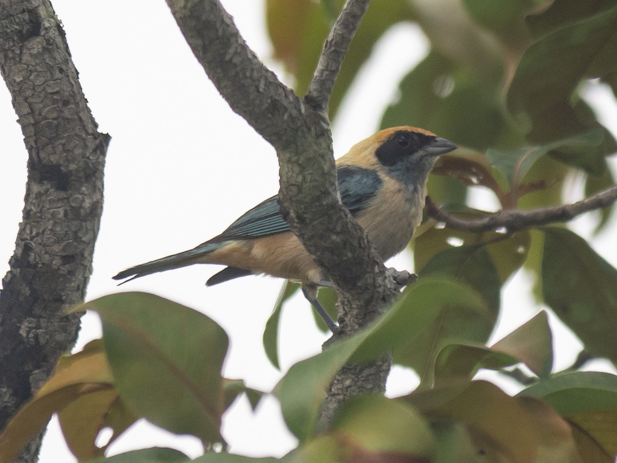 Burnished-buff Tanager - ML165448091