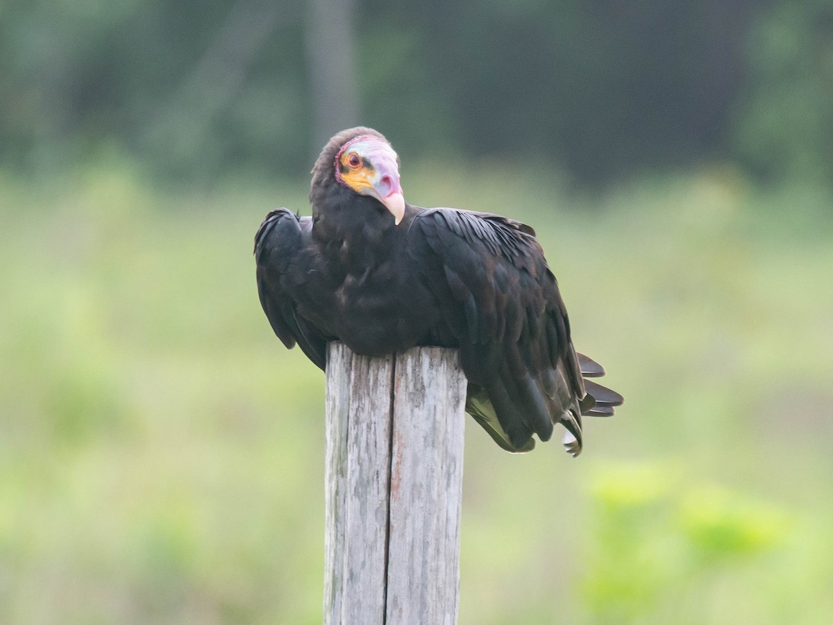 Lesser Yellow-headed Vulture - ML165448161