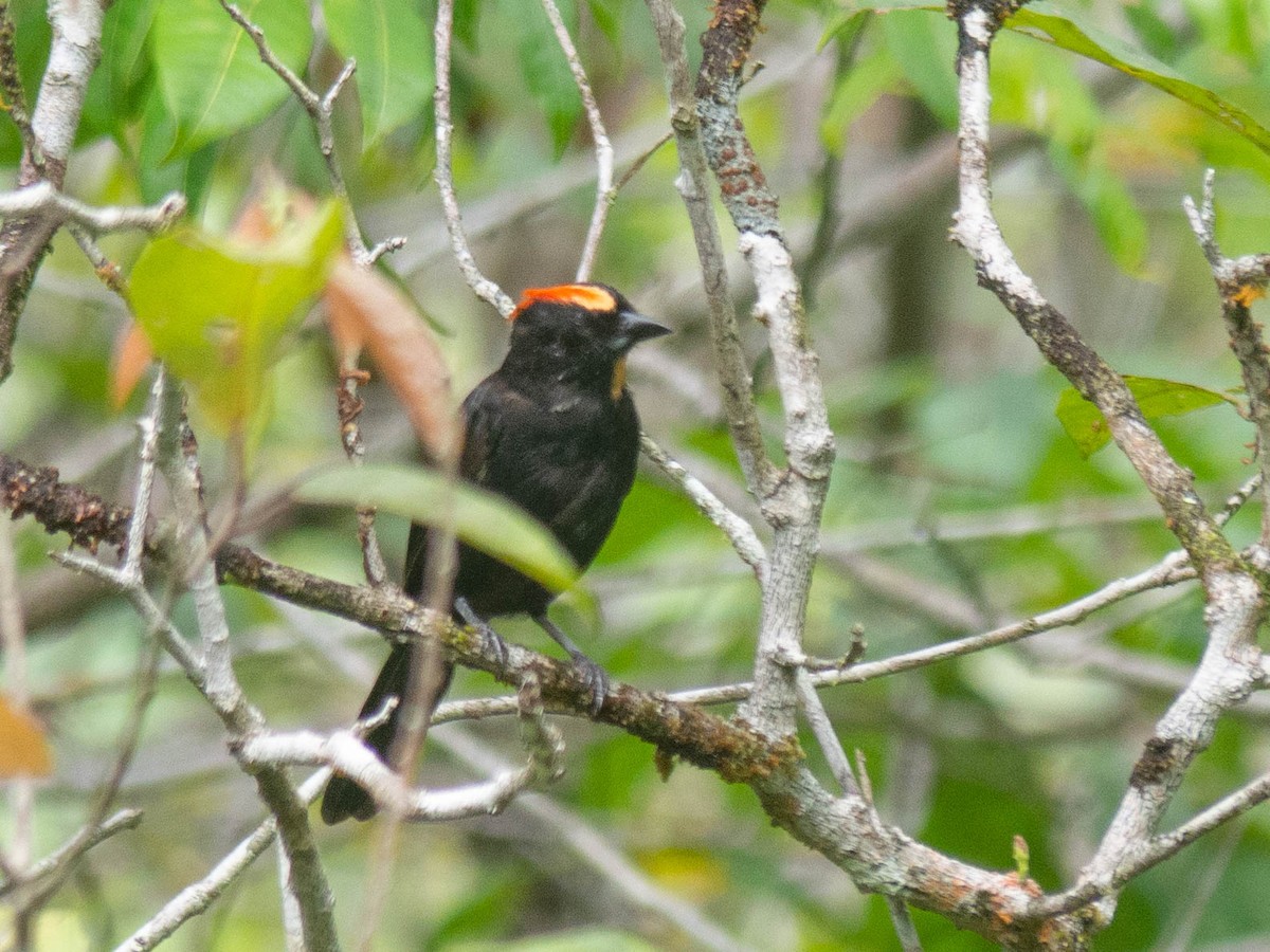 Flame-crested Tanager - ML165448251