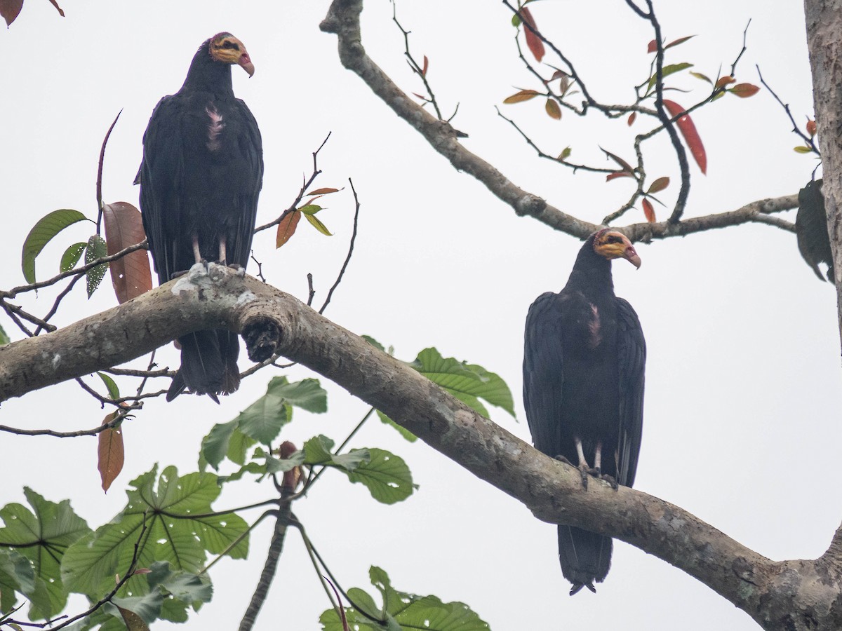 Greater Yellow-headed Vulture - ML165448351