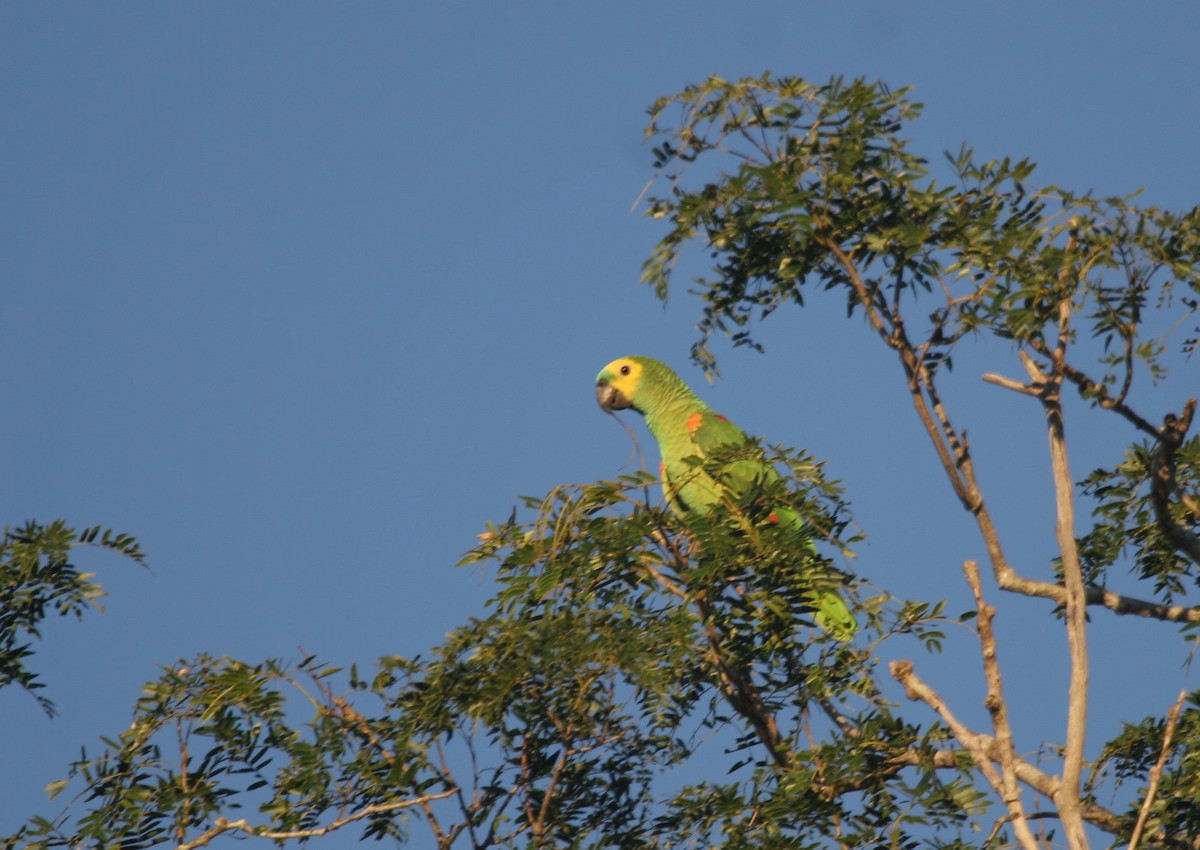 Turquoise-fronted Parrot - ML165452531