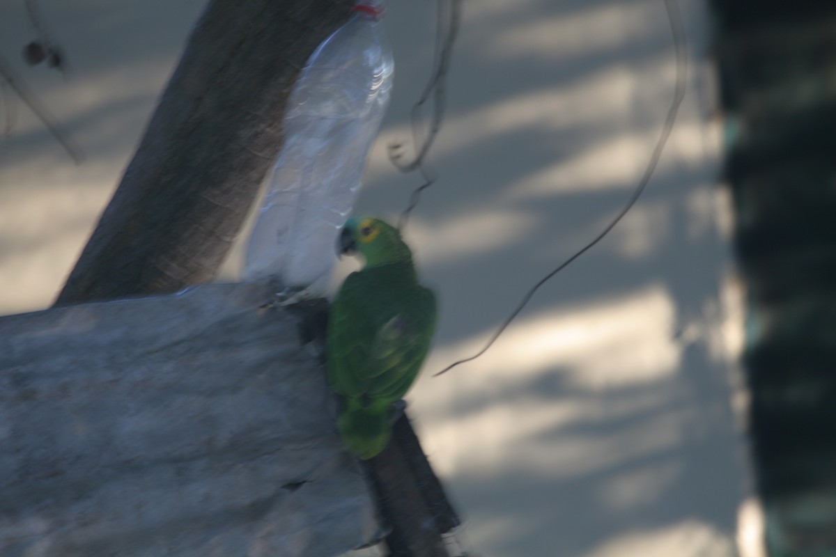 Turquoise-fronted Parrot - ML165452561