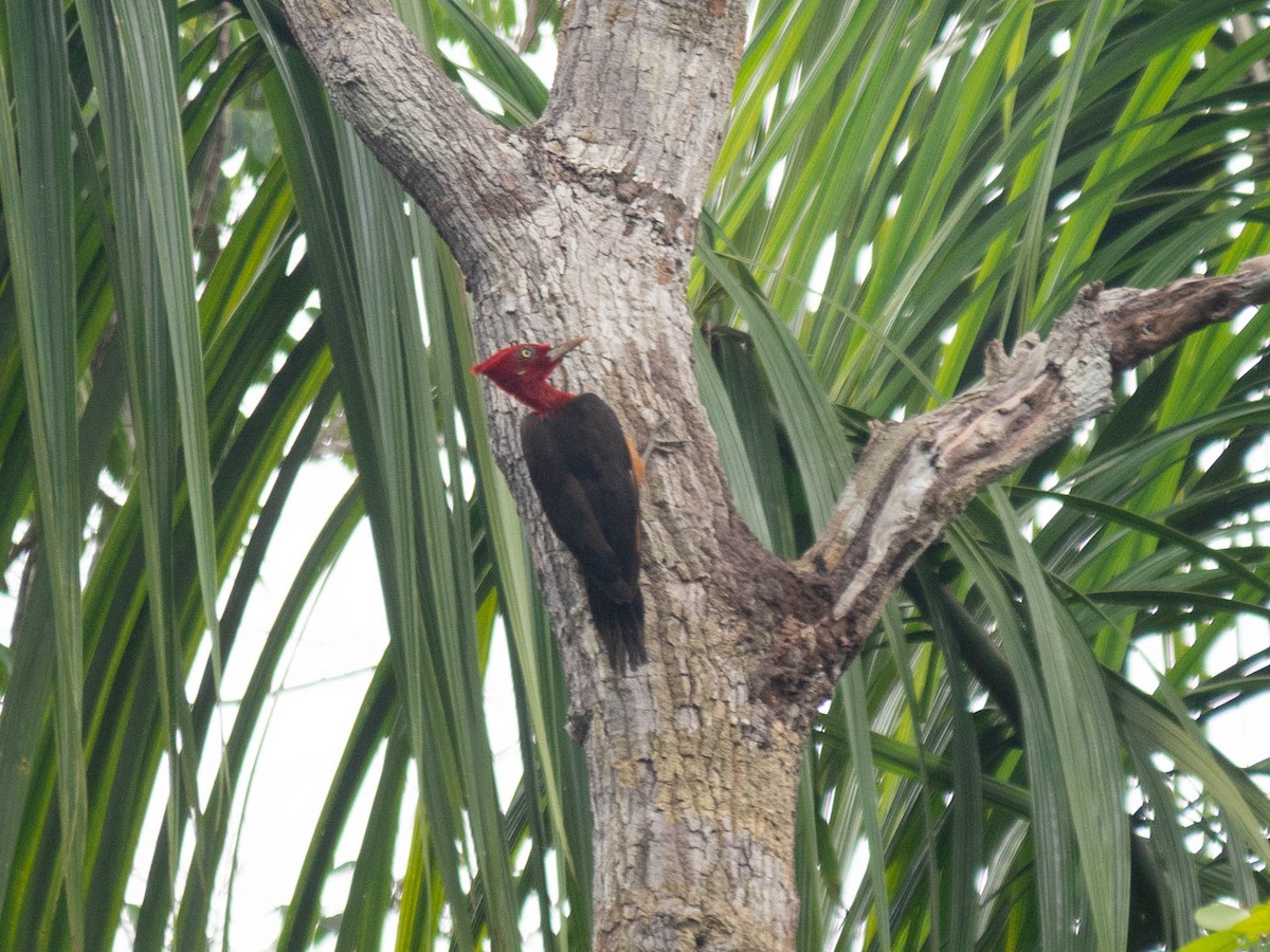 Red-necked Woodpecker - Carla Moura