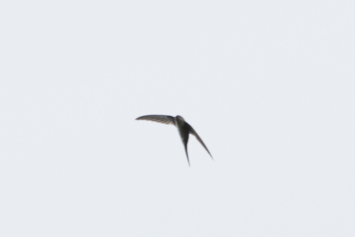 Fork-tailed Palm Swift - ML165460851