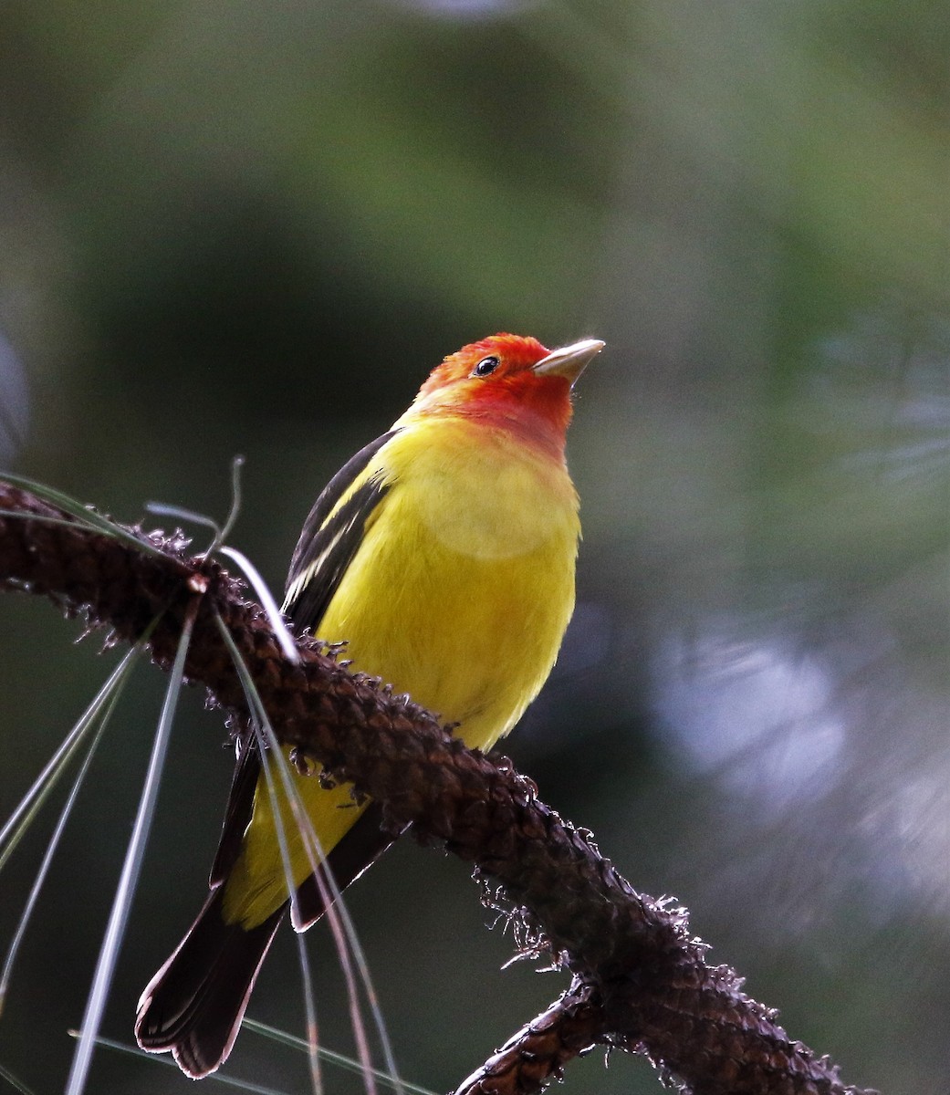 Western Tanager - ML165463751