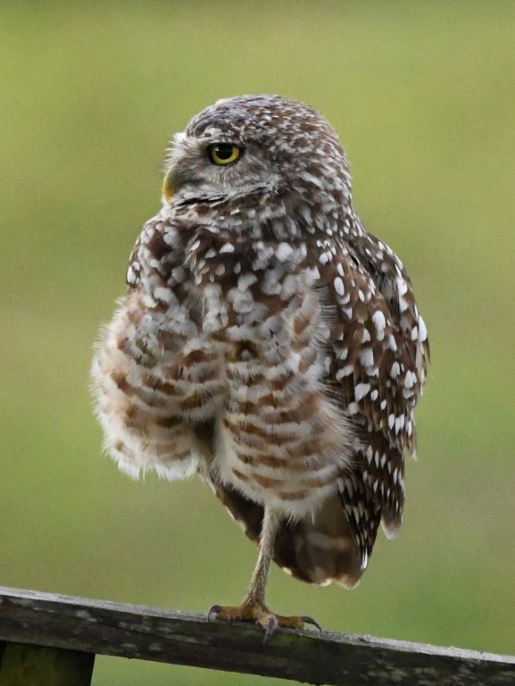 Burrowing Owl (Florida) - ML165465751