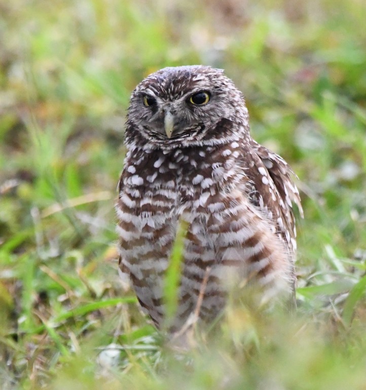 Burrowing Owl (Florida) - ML165465761