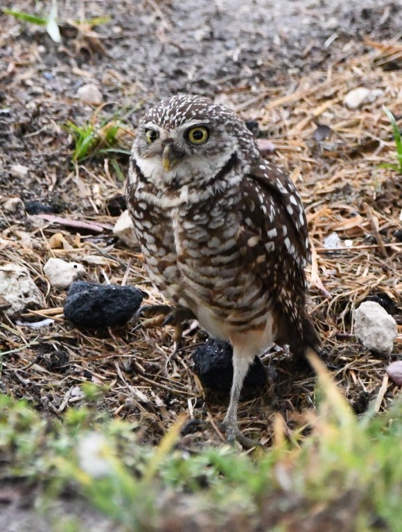 Burrowing Owl (Florida) - ML165465781