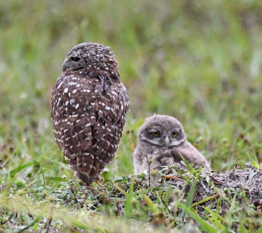 Burrowing Owl (Florida) - ML165465791