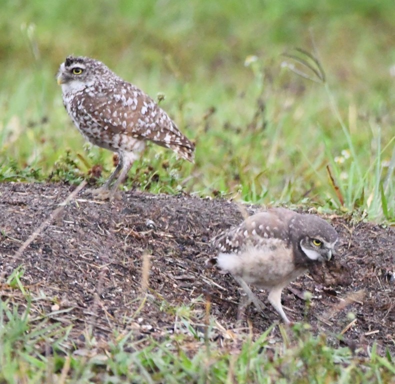 Burrowing Owl (Florida) - ML165465801