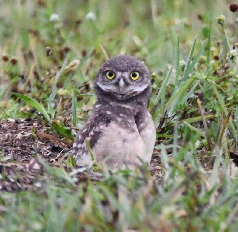 Burrowing Owl (Florida) - ML165465811
