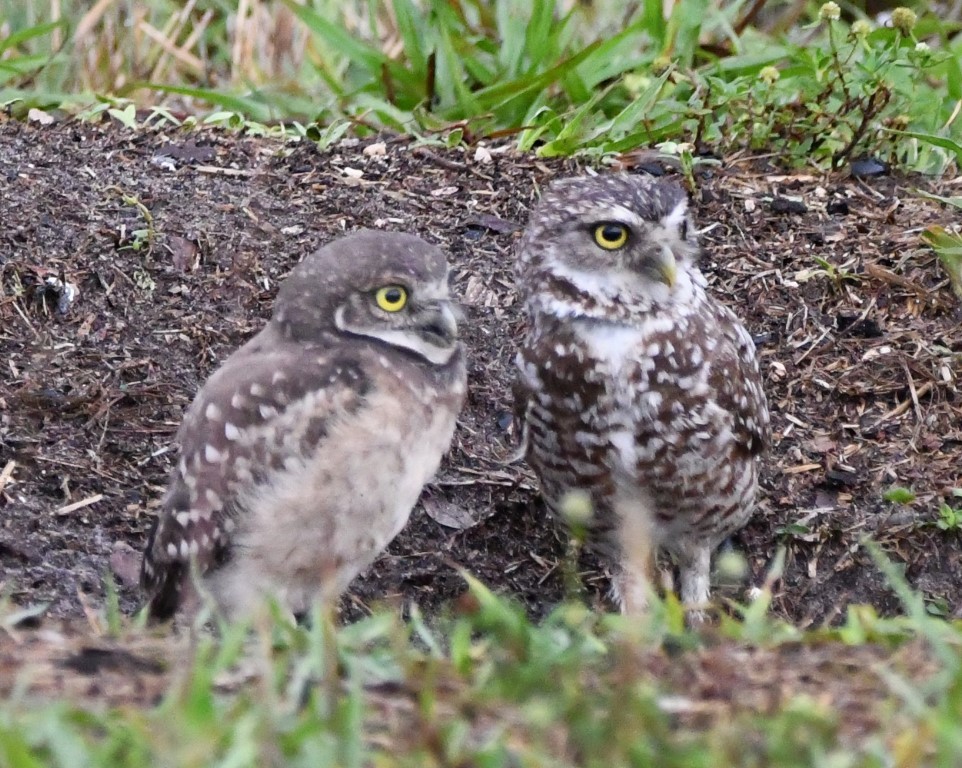 Burrowing Owl (Florida) - ML165465861