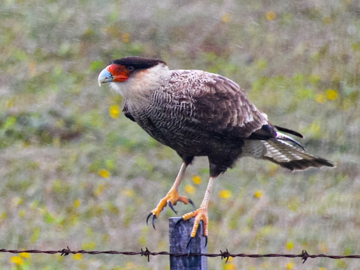 Crested Caracara (Southern) - William Stephens