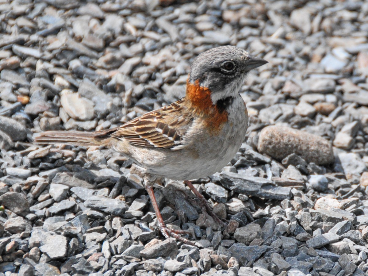 Rufous-collared Sparrow - ML165468611