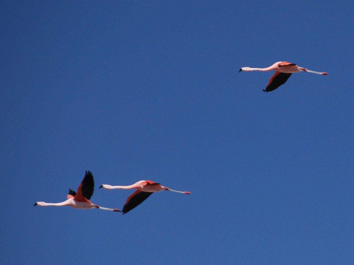 Chilean Flamingo - William Stephens