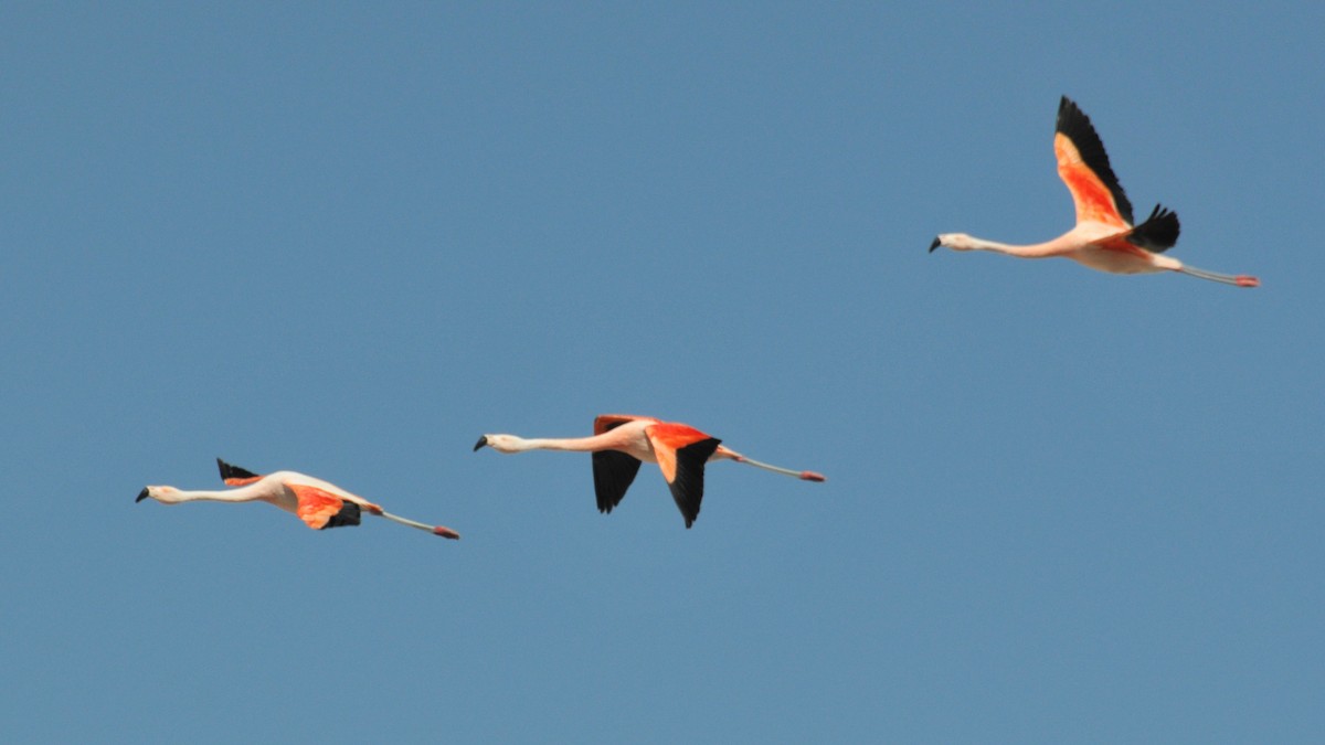 Chilean Flamingo - William Stephens