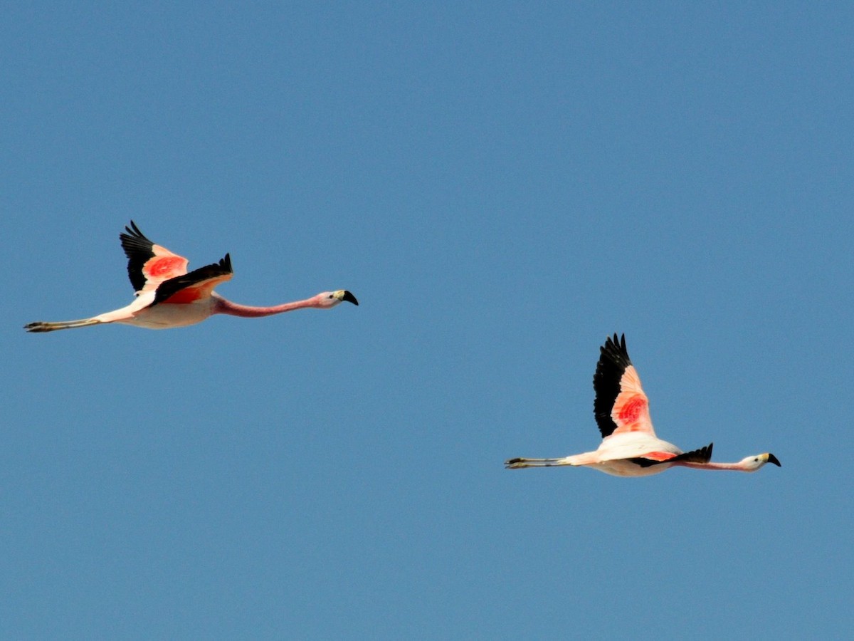 Andean Flamingo - William Stephens