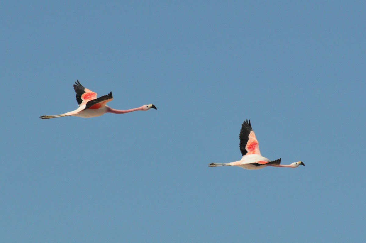 Andean Flamingo - William Stephens