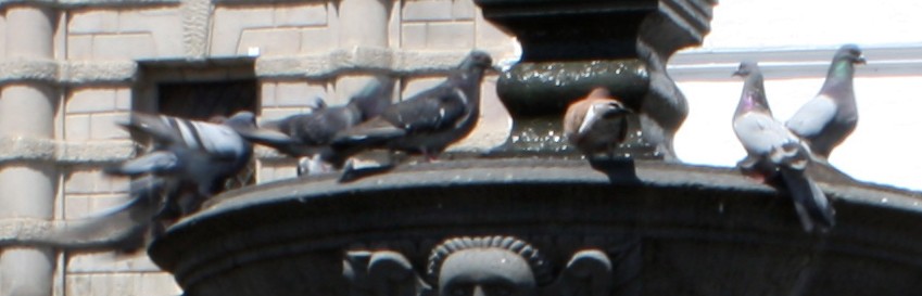 Rock Pigeon (Feral Pigeon) - ML165473661