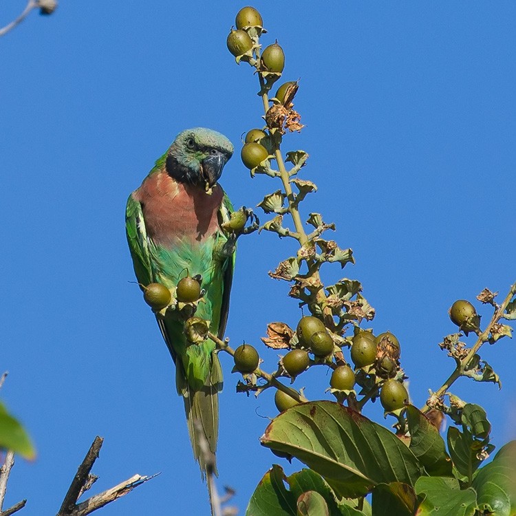 Red-breasted Parakeet - ML165474361