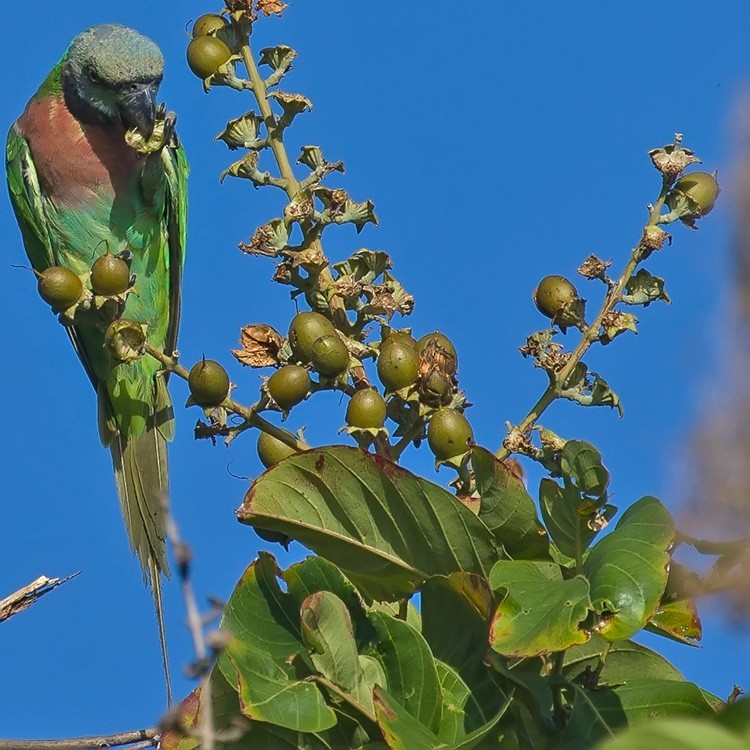 Red-breasted Parakeet - ML165474381