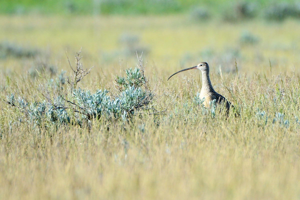 Long-billed Curlew - ML165478391