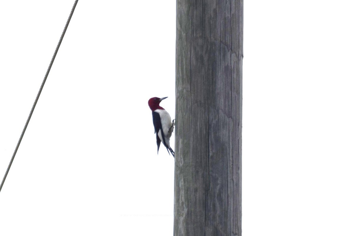 Red-headed Woodpecker - ML165479781