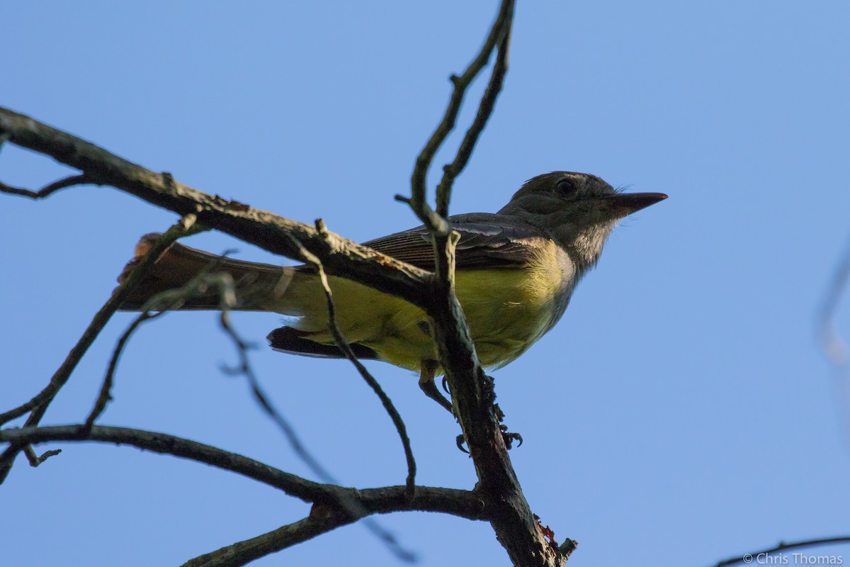 Great Crested Flycatcher - ML165481311