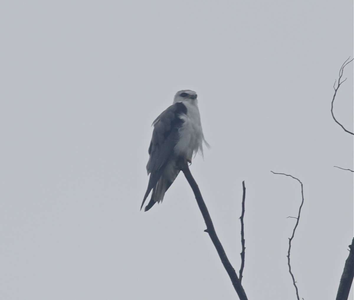 Black-winged Kite - Paul Bourdin