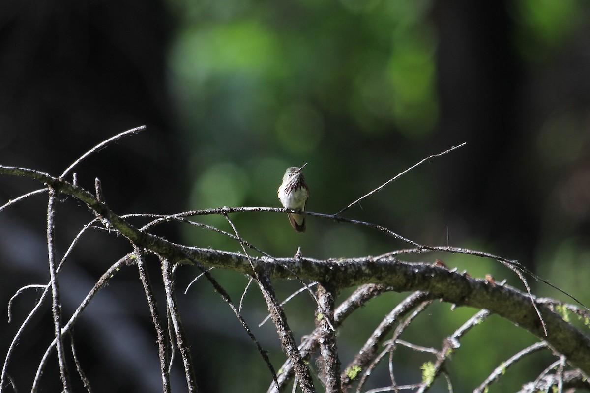 Calliope Hummingbird - ML165482661