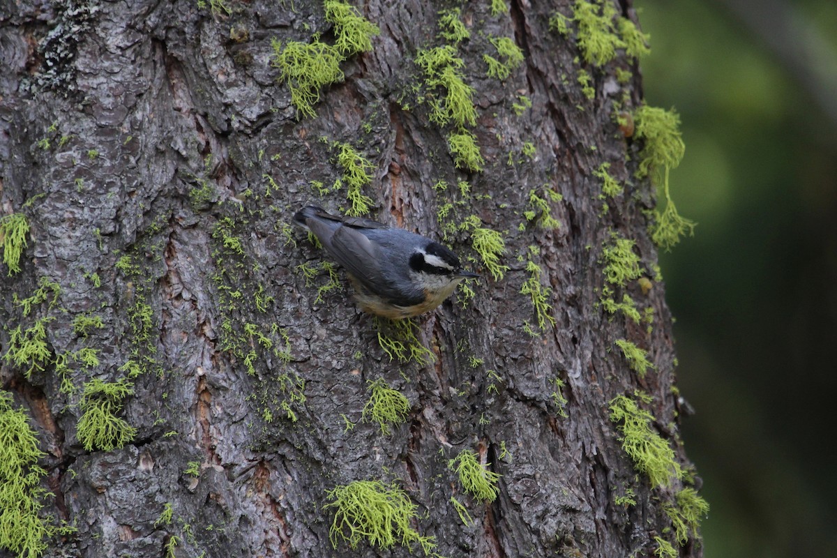 Red-breasted Nuthatch - ML165482761