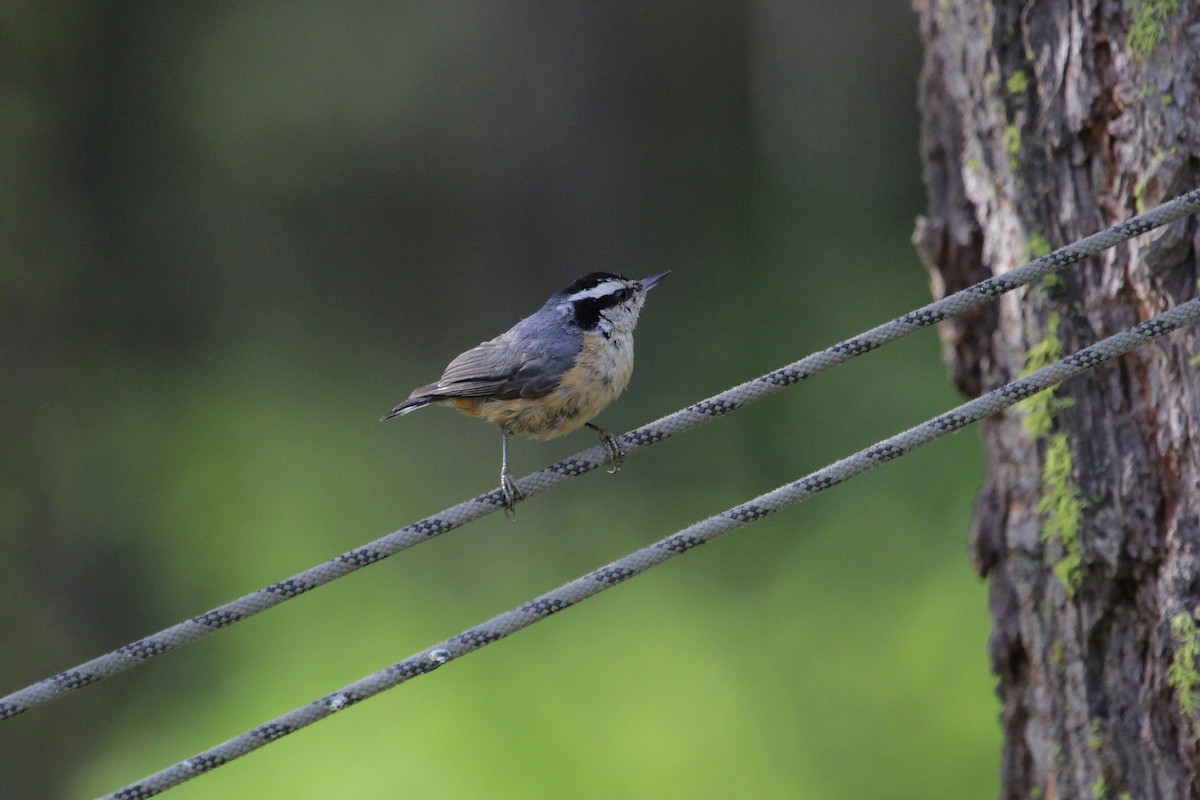 Red-breasted Nuthatch - ML165482821
