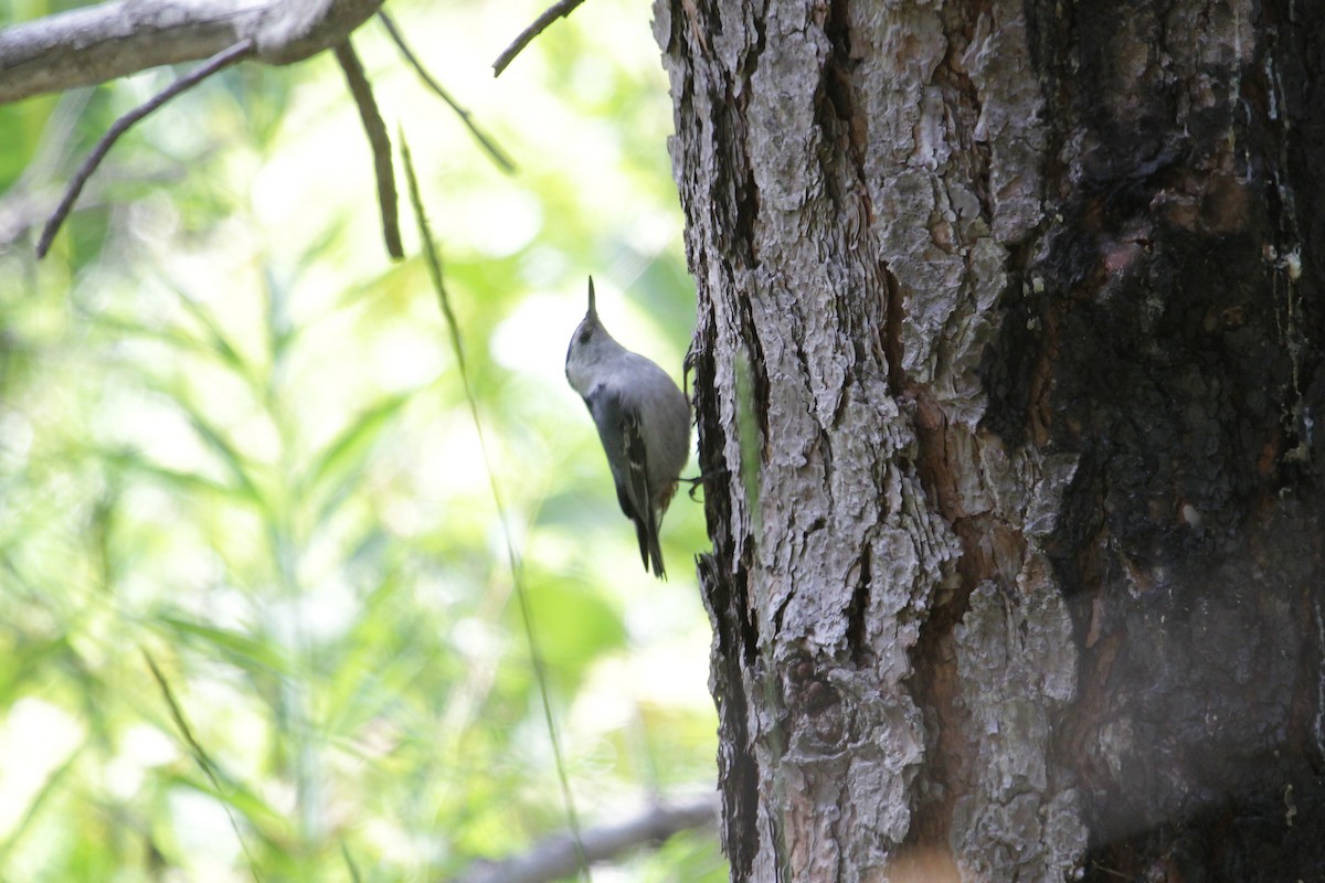 White-breasted Nuthatch - ML165482941