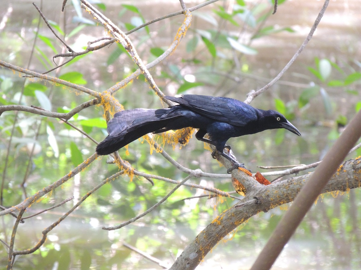Great-tailed Grackle - ML165485391