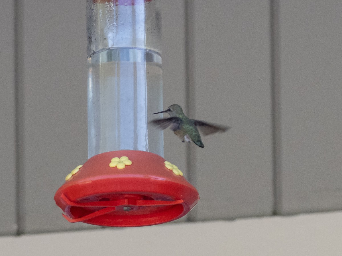 Calliope Hummingbird - ML165486241