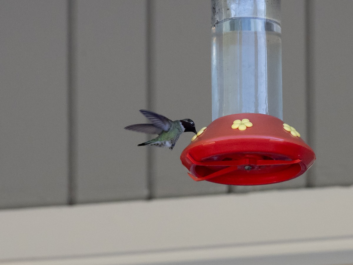 Calliope Hummingbird - ML165486251