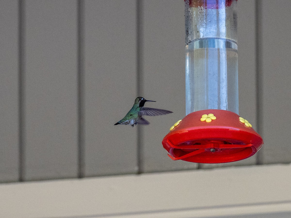 Calliope Hummingbird - Steven Hunter